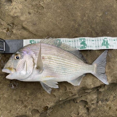 あとイカが釣れていればRIDEONパレード…