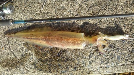 パ・ラ･ソ・ル？