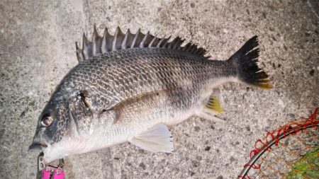 この辺はまだちょっとはやいかなぁ