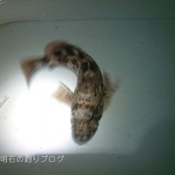 カサゴポツポツ