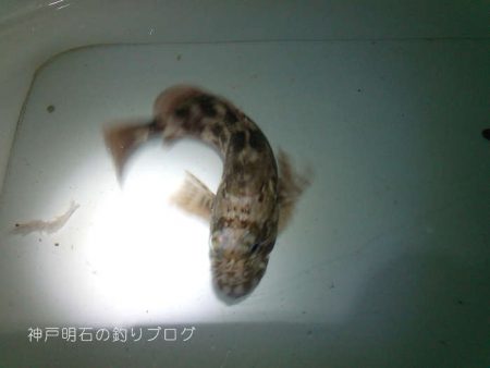 カサゴポツポツ