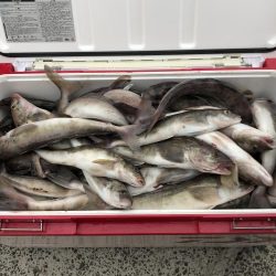 ショアジギでホッケゲーム