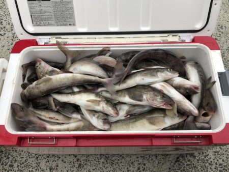 ショアジギでホッケゲーム