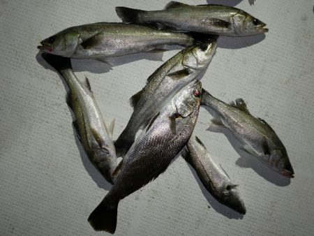 TOPGUN名古屋 釣果