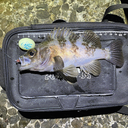 高砂メバリング