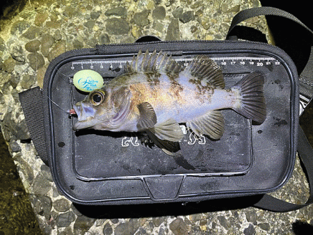 高砂メバリング