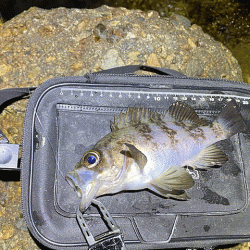 二見周辺メバリング