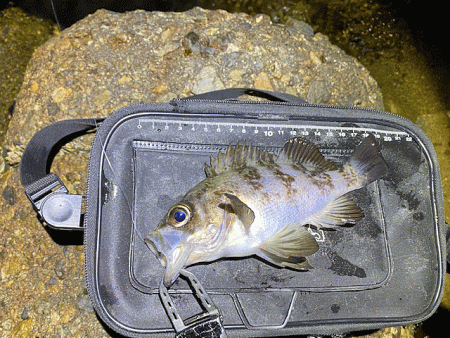 二見周辺メバリング