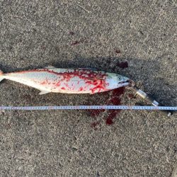 ポッパー封印も格安ジグで青物連発！