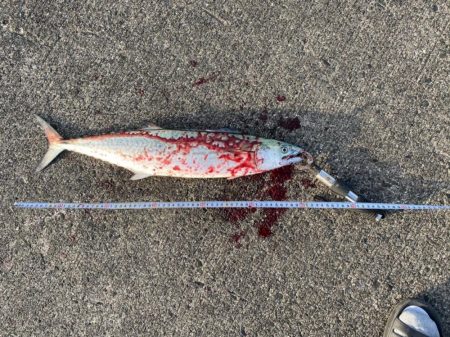 ポッパー封印も格安ジグで青物連発！