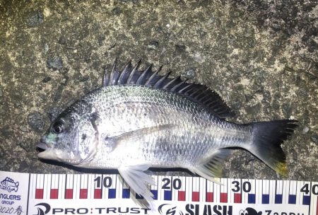 雪の中大型のキビレ