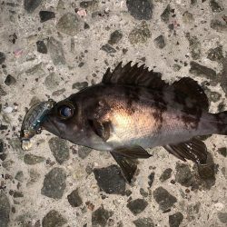 久々の投稿だ!(メバルプラッキング)