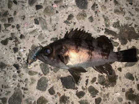 久々の投稿だ！(メバルプラッキング)