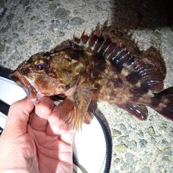 メバル　ガシラ