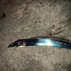 太刀魚釣れます。