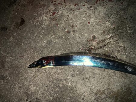 太刀魚釣れます。