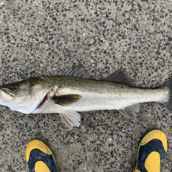 リベンジ寒鰤！