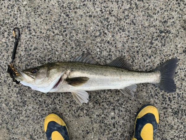 リベンジ寒鰤！