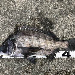 イチノ兄弟、釣果！