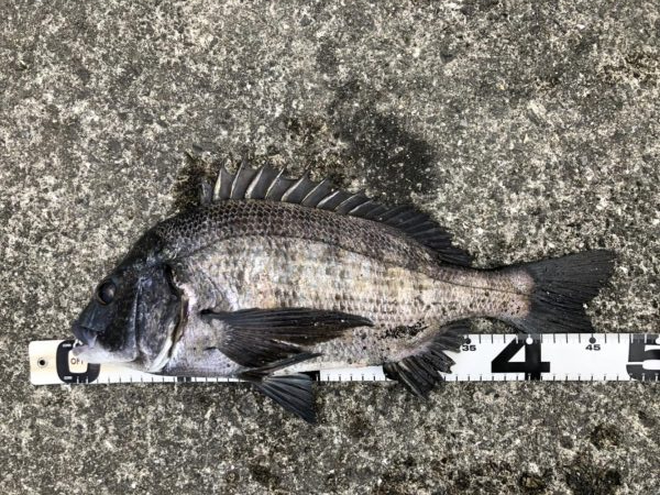 イチノ兄弟、釣果！