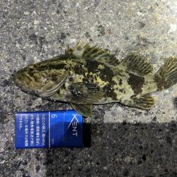 メバリング調査