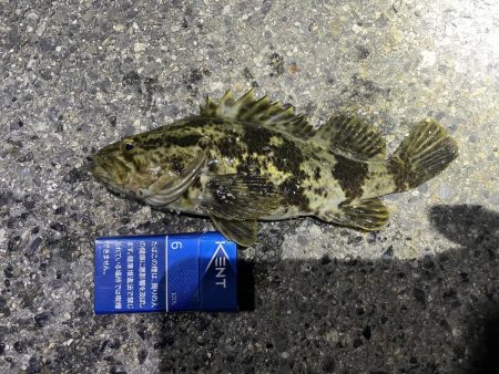 メバリング調査