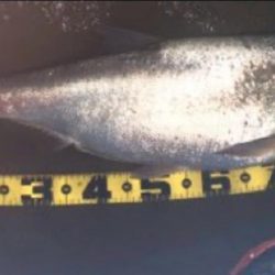 バチ抜け系パターン