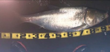 バチ抜け系パターン