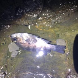 ゴロタでシーバス、メバリング