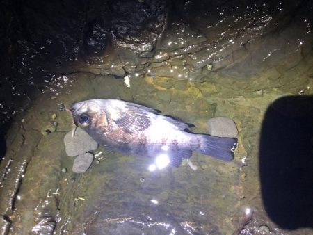 ゴロタでシーバス、メバリング