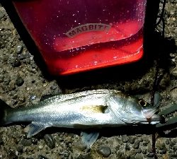 メバルの代わりにスズキさんとバトル