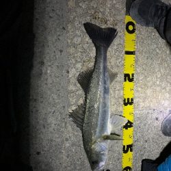 ライトタックルにて。