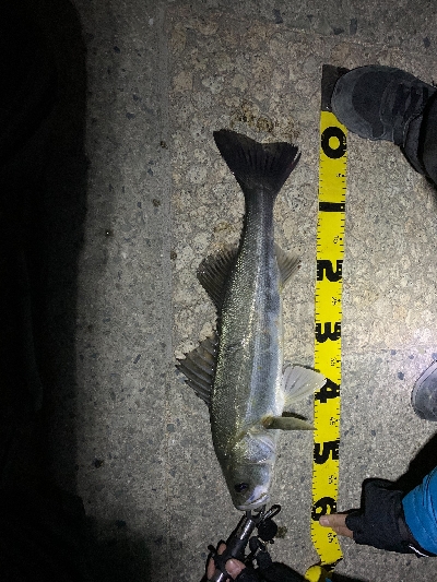 ライトタックルにて。