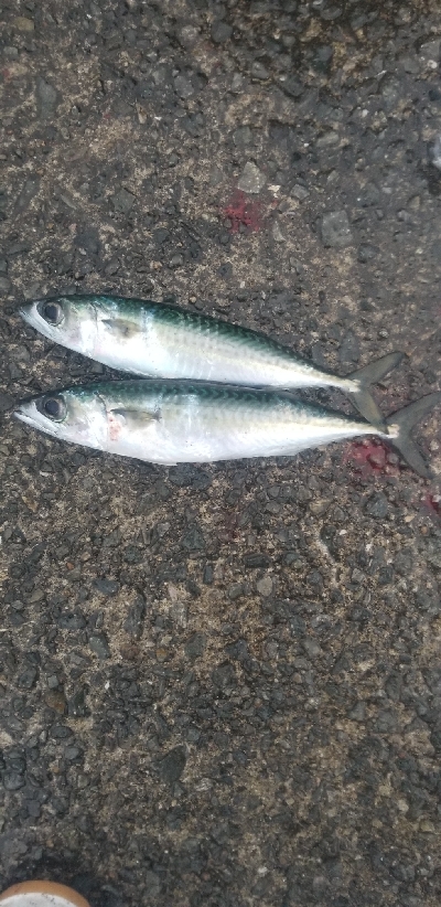 通勤前に少しアジング 尺有り