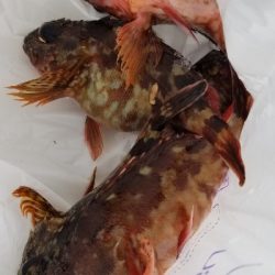 朝、穴釣りに行きました。