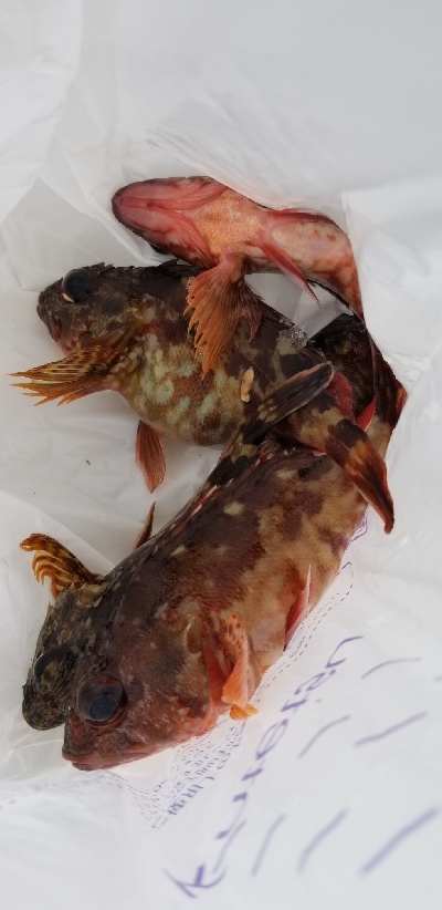 朝、穴釣りに行きました。