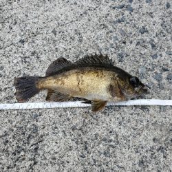 グレ&メバル　夕まずめアジ