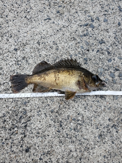 グレ&メバル　夕まずめアジ