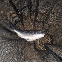 リハビリがてら