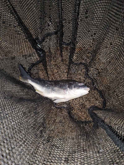 リハビリがてら