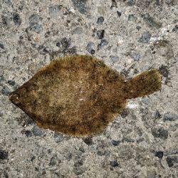 イカ釣りのはずが…