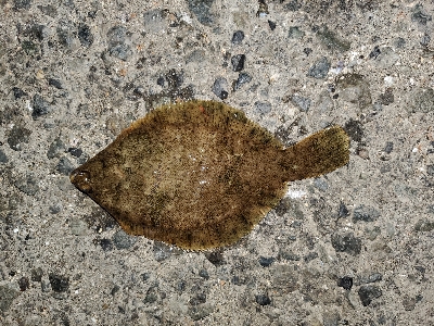 イカ釣りのはずが…