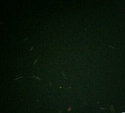 旧江戸川　バチ抜け