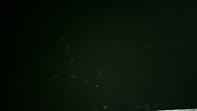 旧江戸川　バチ抜け