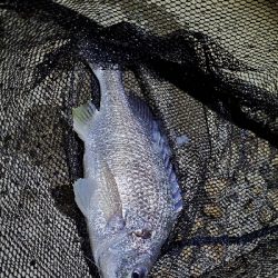 ブリームゲーム