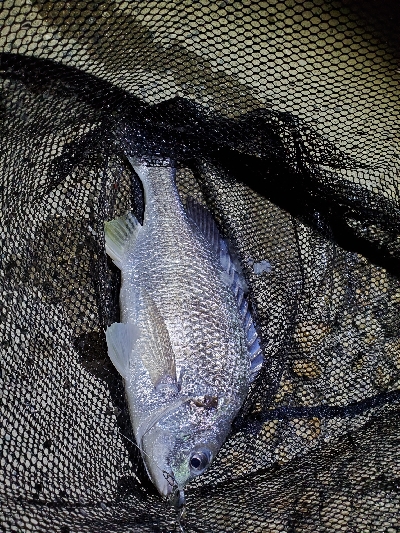 ブリームゲーム