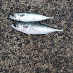 久しぶりの尺アジ