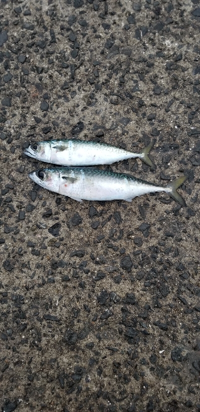 久しぶりの尺アジ