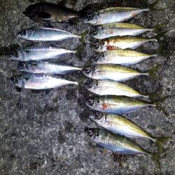 帰宅途中にアジング