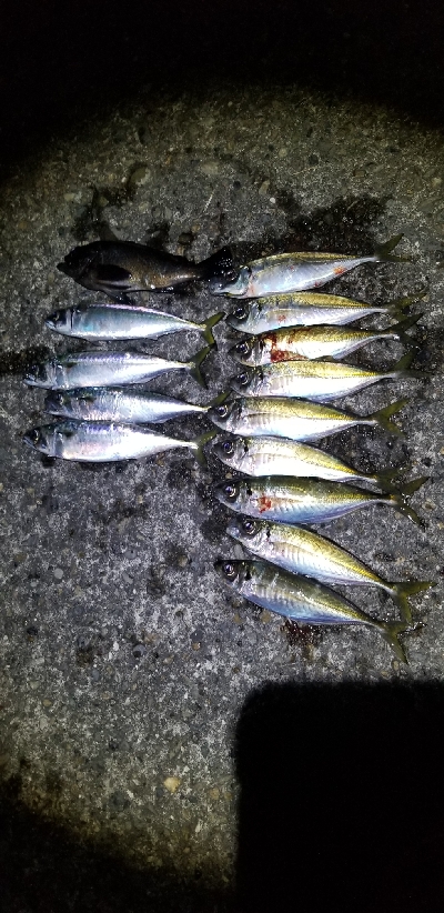 帰宅途中にアジング